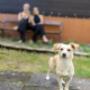 Atmosphere Hair&Skin, Salonhund Luna