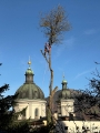 Baumfällung & Problembaumfällung in Salzburg