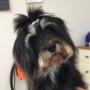 Hundefriseurin - Jaqueline Köninger in Eugendorf Hundefriseurin - Jaqueline Köninger in Eugendorf