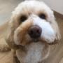Hundefriseurin - Jaqueline Köninger in Eugendorf Hundefriseurin - Jaqueline Köninger in Eugendorf