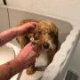 Hundefriseurin - Jaqueline Köninger in Eugendorf Hundefriseurin - Jaqueline Köninger in Eugendorf