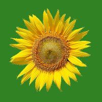 Blumen Kugler e.U.