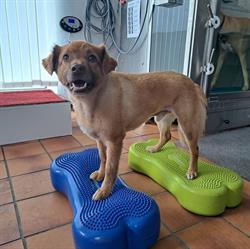 Healthy-DOG-Fitness-Center e.U.