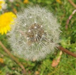 Kindergarten Pusteblume