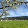 Frühlingsblüten unserer Obstbäume hinterm Haus Frühlingsblüten unserer Obstbäume hinterm Haus