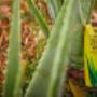 TOME Aloe Thomas Meusburger