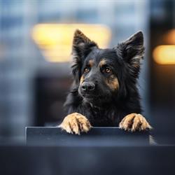 Bines Hundetraining