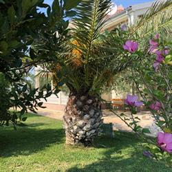 Villa Olive Grove