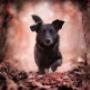Monika Pozarek - rHUNDumHAPPY Hundeverhaltenstraining
