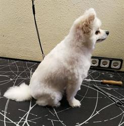 Hundesalon Wash 'N' Wag