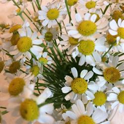 Gänseblume