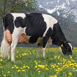 Holstein Austria