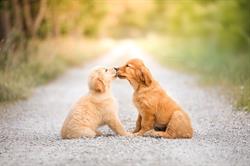 Very Prettys Golden Retriever