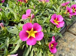 Gartenbau Haimel