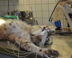Tierklinik Cumberland