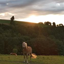Reitstall Schneeberger