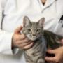 VHB Veterinaria Health Betriebs GmbH in 1120 Wien