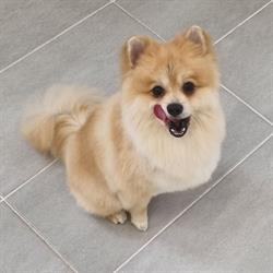 Hunde salon Happy tails