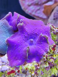 Vienna Corals - Korallenzucht Matthias Rist