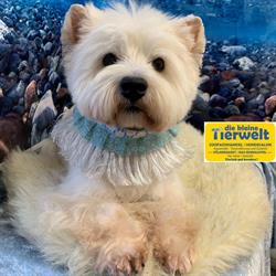 Kleine Tierwelt