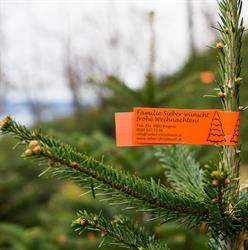 Sieber Christbäume