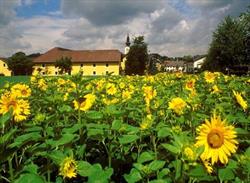 Frühstückshof Falzberger