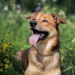 Hundealltag