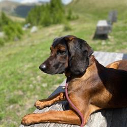 STRICARO -Waidmannshund modisch auf Pirsch