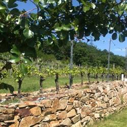 Weingut Ettenauer