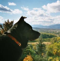 Hund-und-gsund