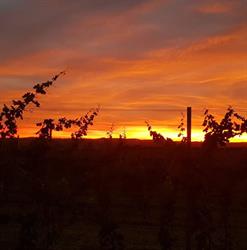 Weingut Klaus