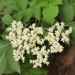 Altes Wissen - Neue Wege - Naturvermittlung