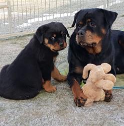 Rottweiler vom Brandauerweg