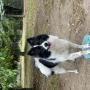 Hundetraining nach Maß Trumau