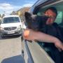Hundetraining nach Maß Trumau