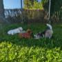 Welpenkurs Graz Hundeschule DogBond