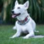 JaKiDa SIWI Hundecoach & Tierkommunikation