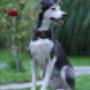 JaKiDa SIWI Hundecoach & Tierkommunikation