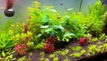 Aquarium 1