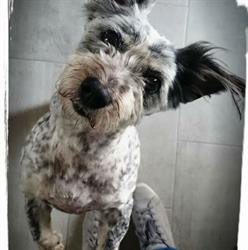 Hundefriseur Rund Ums Fell