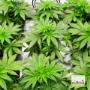 Schöne Hanfstecklinge gibt es auch auf der CULTIVA HANFEXPO zu kaufen. Einzigartig in Europa.