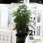 Schöne große Hanfpflanze. Auf der CULTIVA HANFEXPO bekommt ihr alles rund um das Thema Hanf.