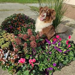 Gartenbau Mozelt