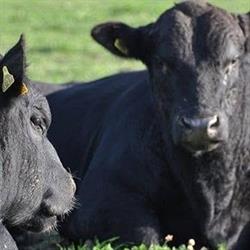 Hofmanufaktur - Bio Grass-fed Beef
