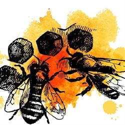 Bienen Altmann
