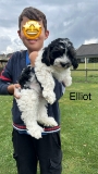 Cavapoo