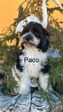 Cavapoo