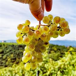 Weingut Buschenschank Gerngross