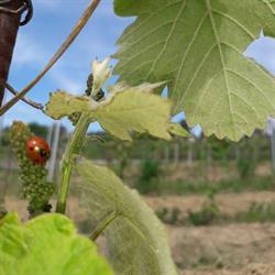Weinbau Fischer-Kügerl