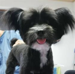 Hundesalon Kager